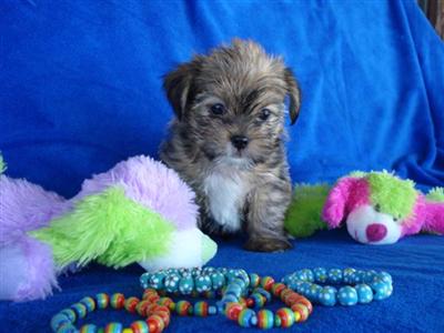 Mixed Breed Puppies in TX