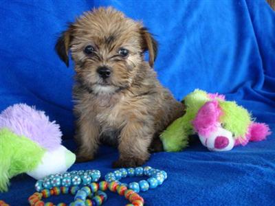 Mixed Breed Puppies in TX