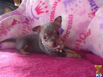 Chihuahua Puppies in TX