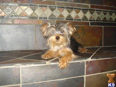 Yorkshire Terrier Puppies in TX