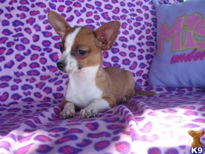 Chihuahua Puppies in TX