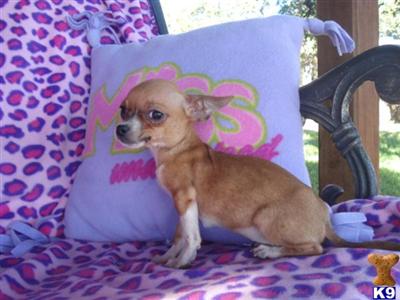 Chihuahua Puppies in TX