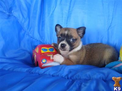 Chihuahua Puppies for Sale