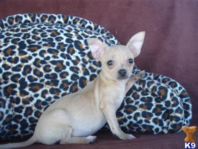 Chihuahua Puppies in TX