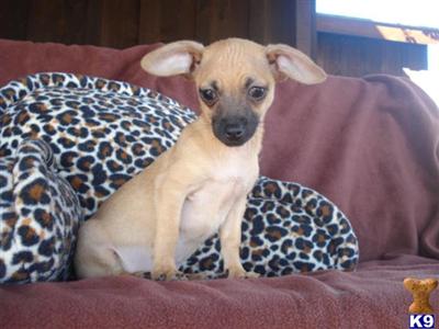 Chihuahua Puppies in TX