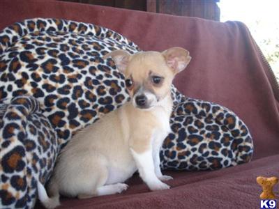 Chihuahua Puppies in TX