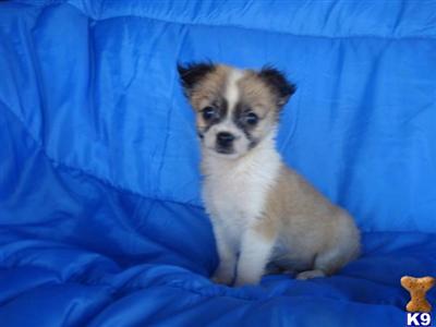Chihuahua Puppies in TX