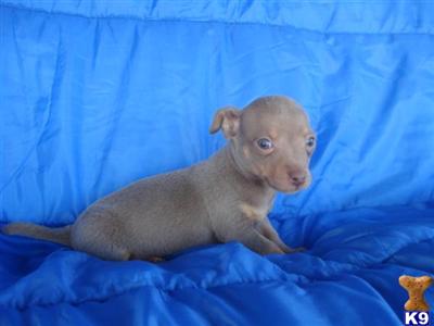 Chihuahua Puppies in TX