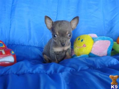 Chihuahua Puppies in TX
