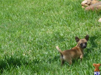 Chihuahua Puppies in TX