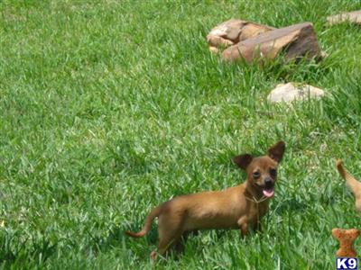 Chihuahua Puppies in TX