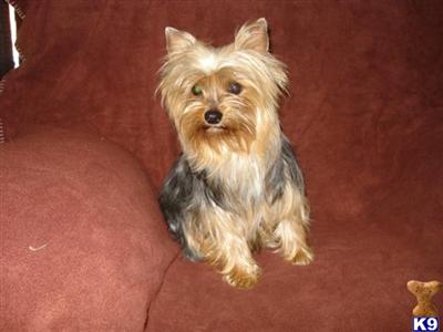 Dogs for Sale in TX