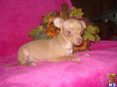 Chihuahua Puppies in TX