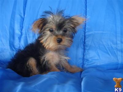 Yorkshire Terrier Puppies in TX