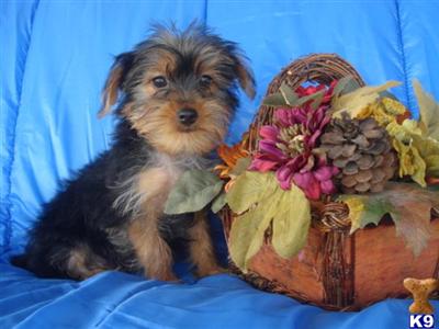 Yorkshire Terrier Puppies in TX