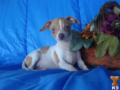 Chihuahua Puppies in TX