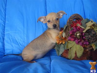Chihuahua Puppies in TX