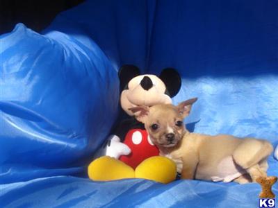 Chihuahua Puppies in TX