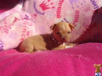 Chihuahua Puppies in TX