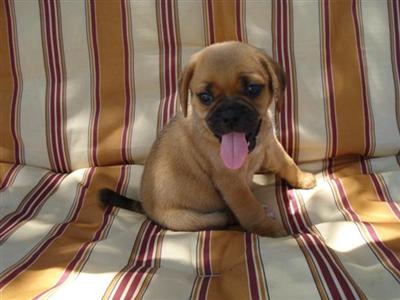 Pug Puppies in TX