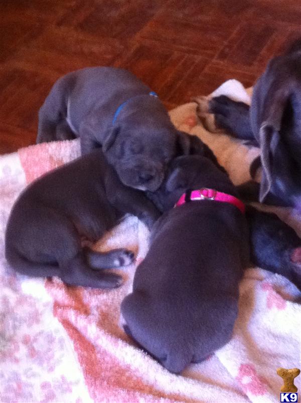 Puppies in Birmingham