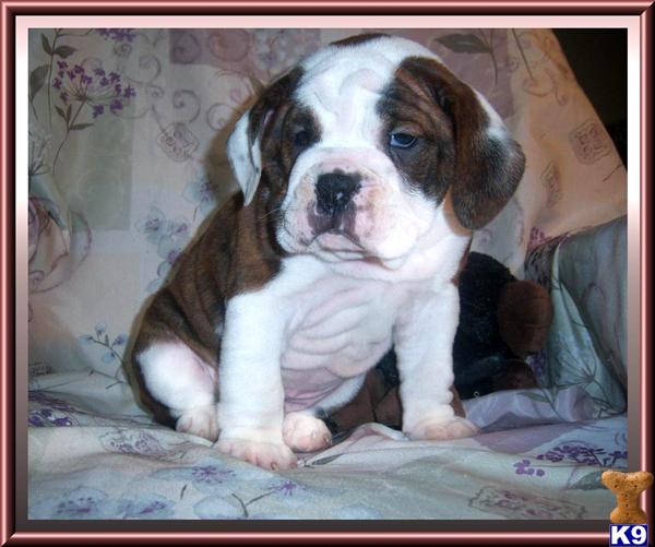Dogs - English Bulldog