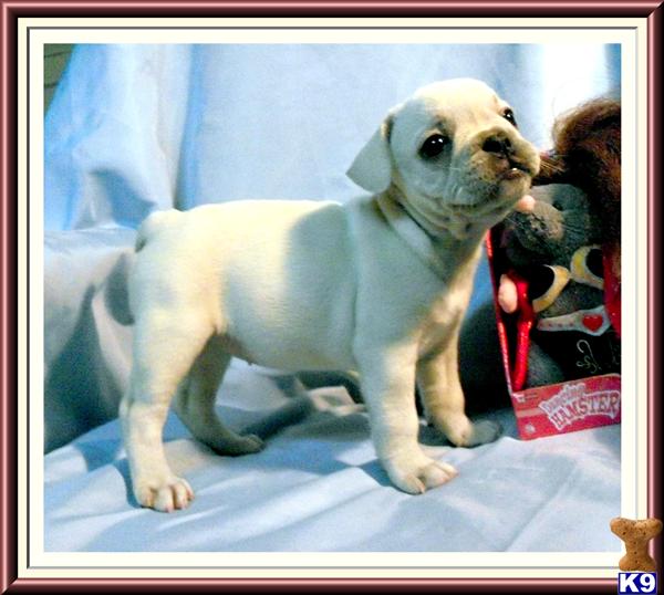 Dogs - French Bulldog