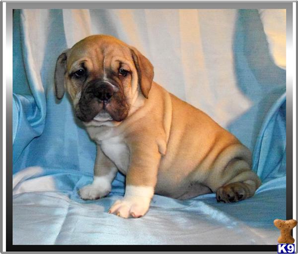 English Bulldog Puppies in FL