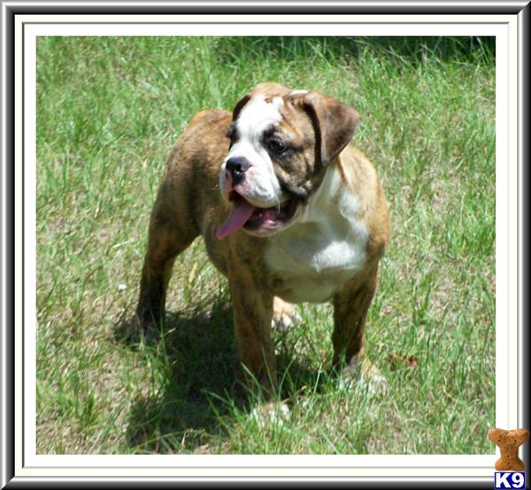 English Bulldog Puppies