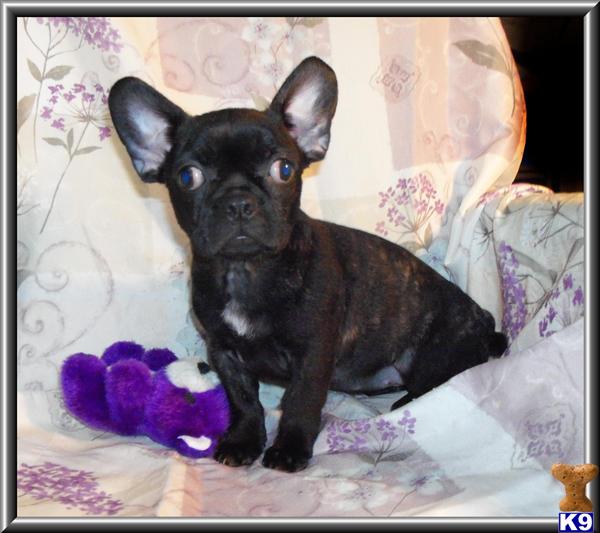 French Bulldog Puppies