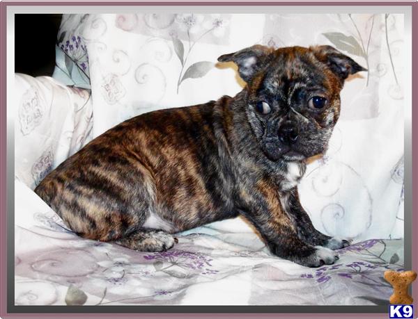 French Bulldog Puppies