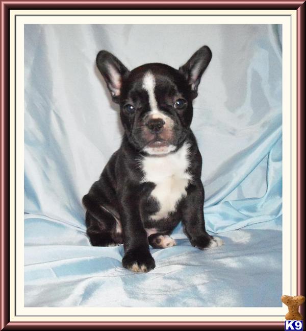 French Bulldog Puppies