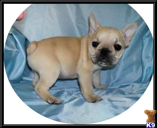 French Bulldog Puppies