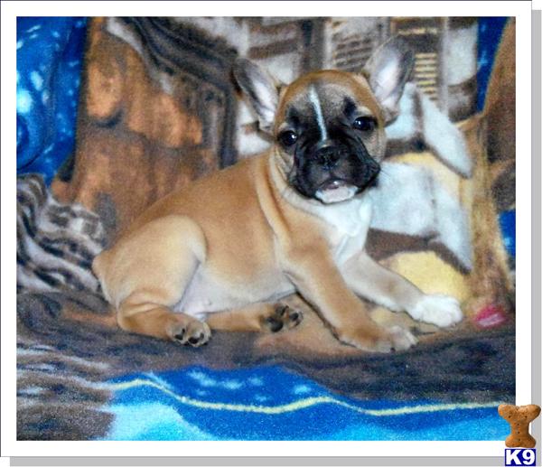 French Bulldog Puppies