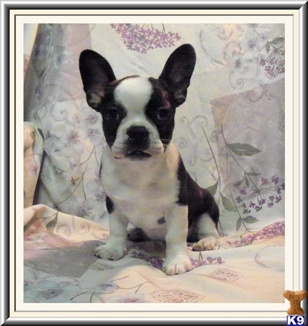 French Bulldog Puppies
