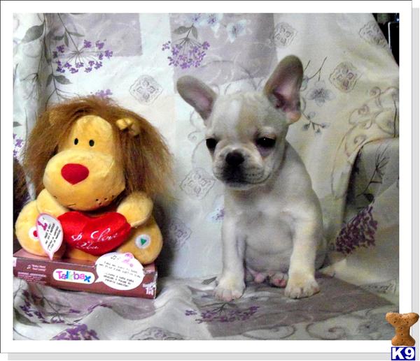 French Bulldog Puppies