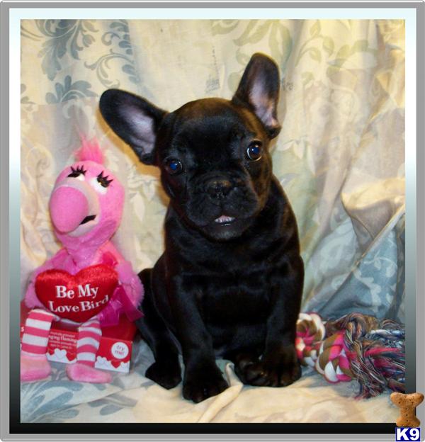 puppies for sale ta fl mini bulldog puppies for sale in florida puppies for sale ta fl mini bulldog puppies for sale in florida