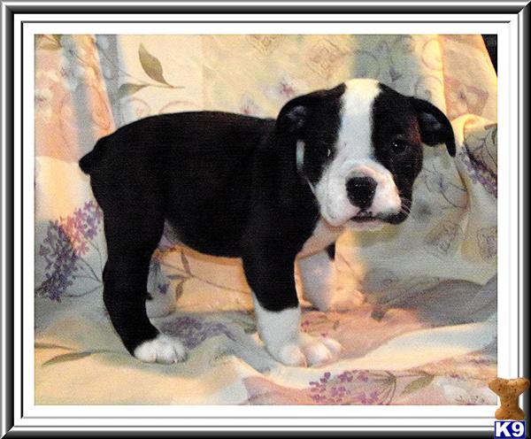 Old English Bulldog Puppies