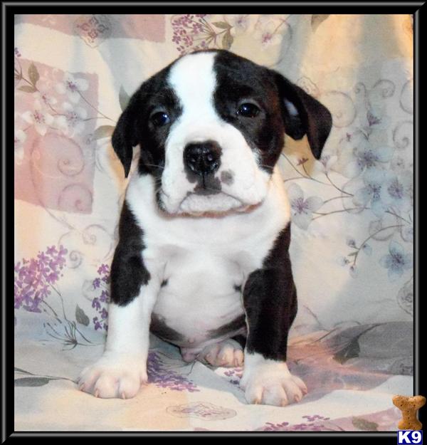 Old English Bulldog Puppies
