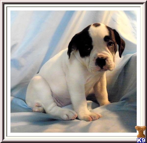 Old English Bulldog Puppies