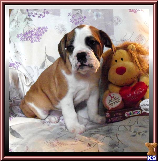 Old English Bulldog Puppies