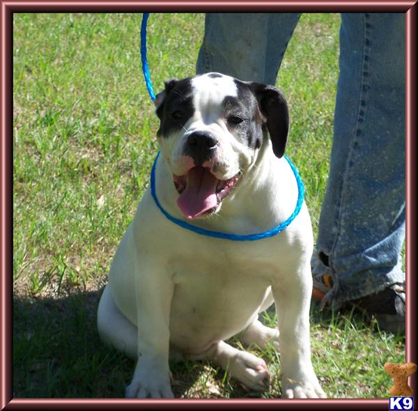 Old English Bulldog Puppies