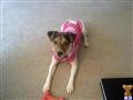 Dogs for Sale