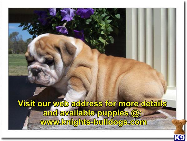 Puppies in Beaverton