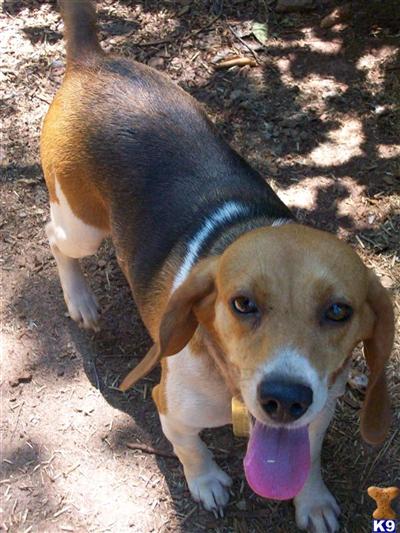 Dogs - Beagle