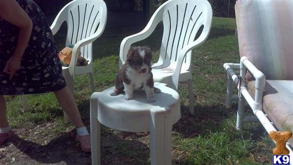 Puppies in Palm bay