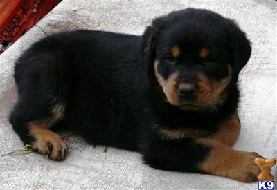 Puppies in OR