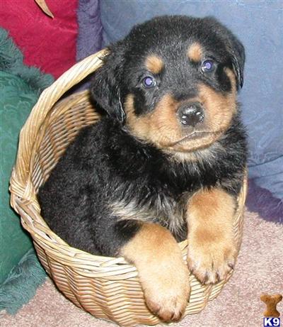 Puppies in OR