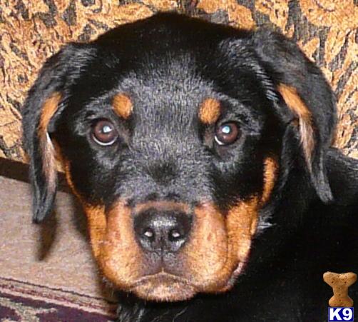 rottweiler puppies for sale in oregon document moved rottweiler puppies for sale in oregon document moved