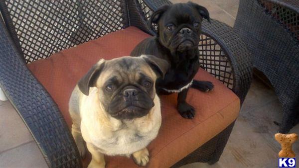 Dogs - Pug